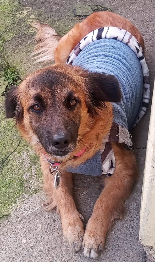 Cão