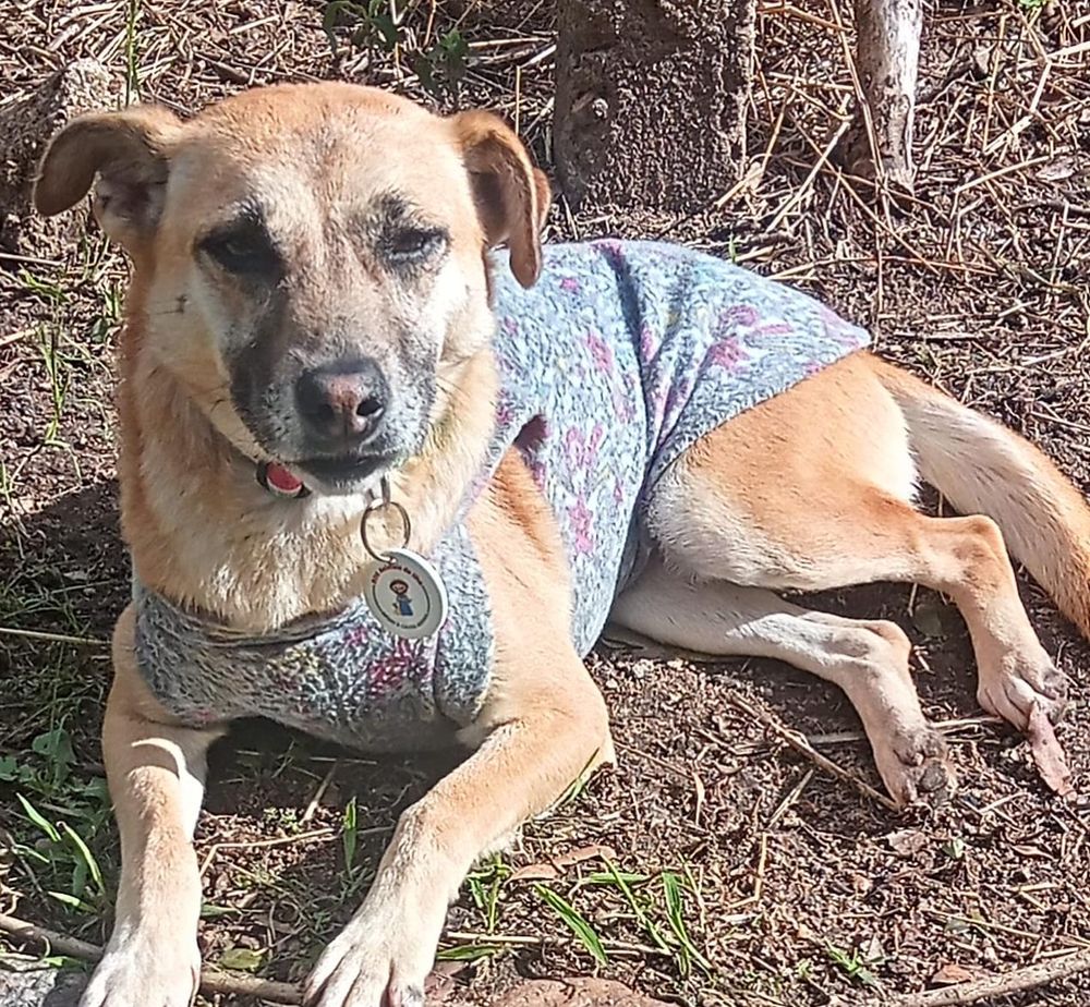 Cão