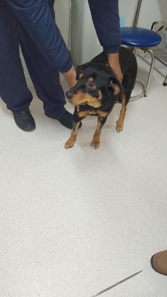 Cão