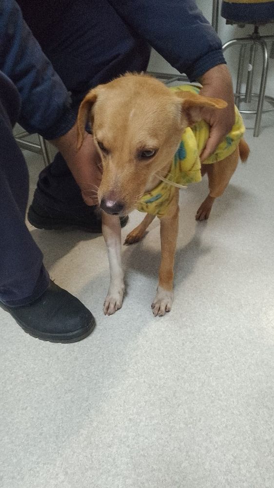 Cão