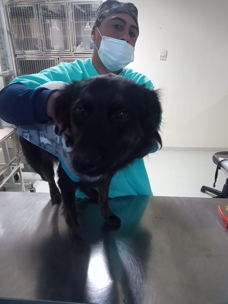 Cão