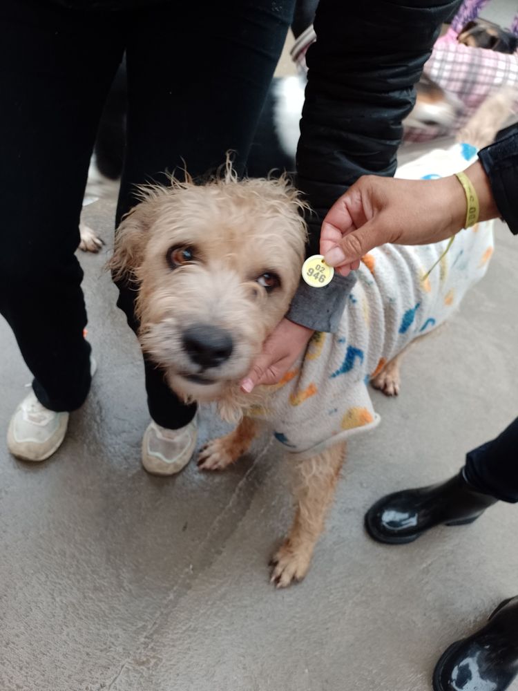 Cão