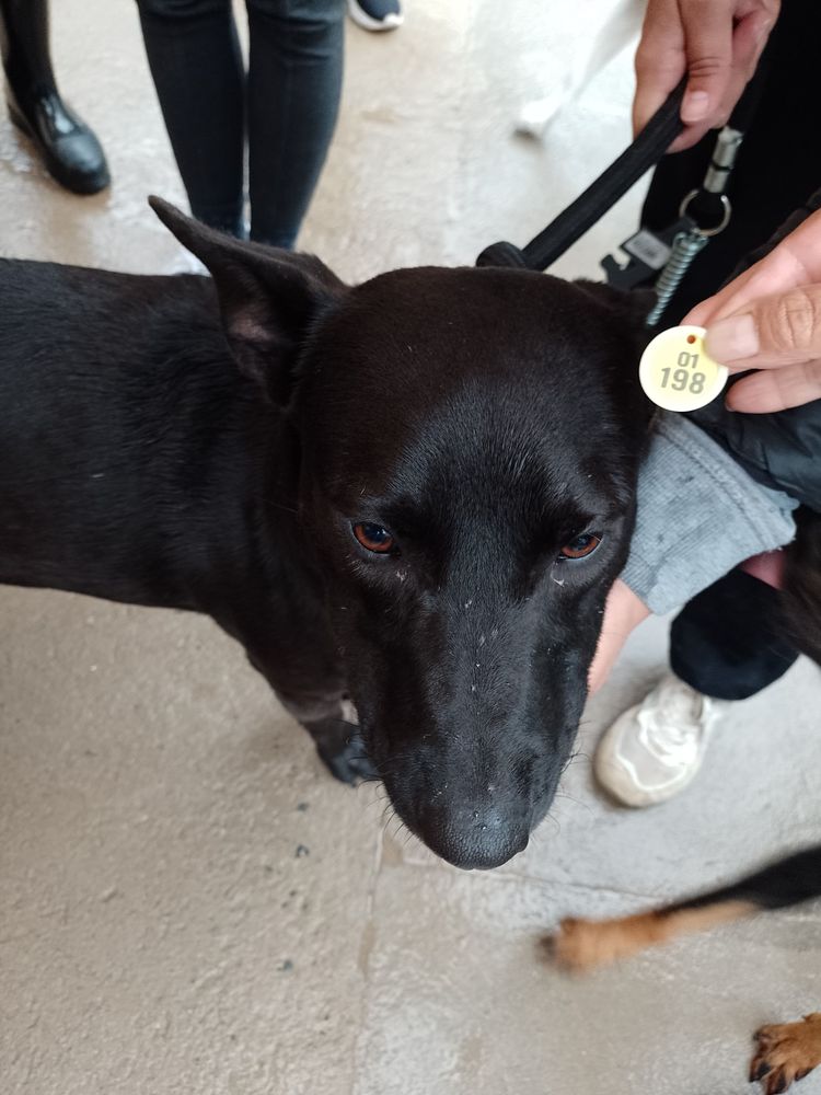 Cão