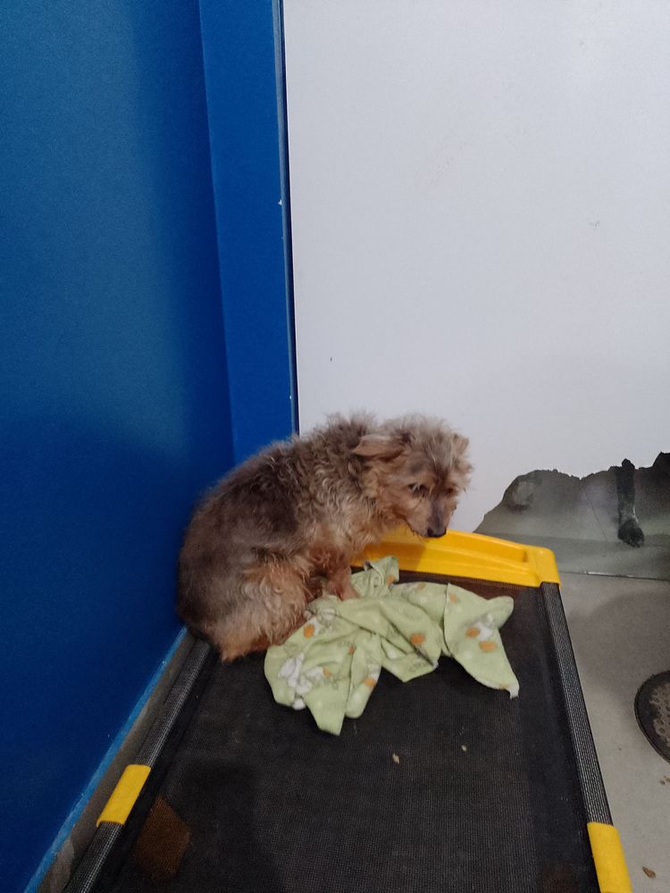 Cão