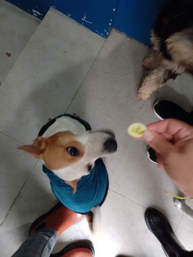 Cão