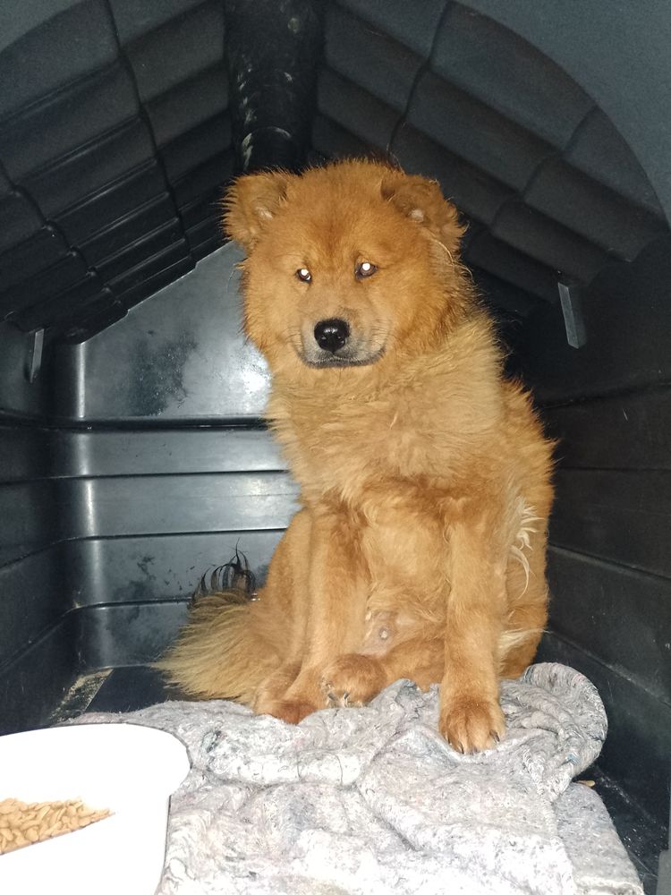Cão