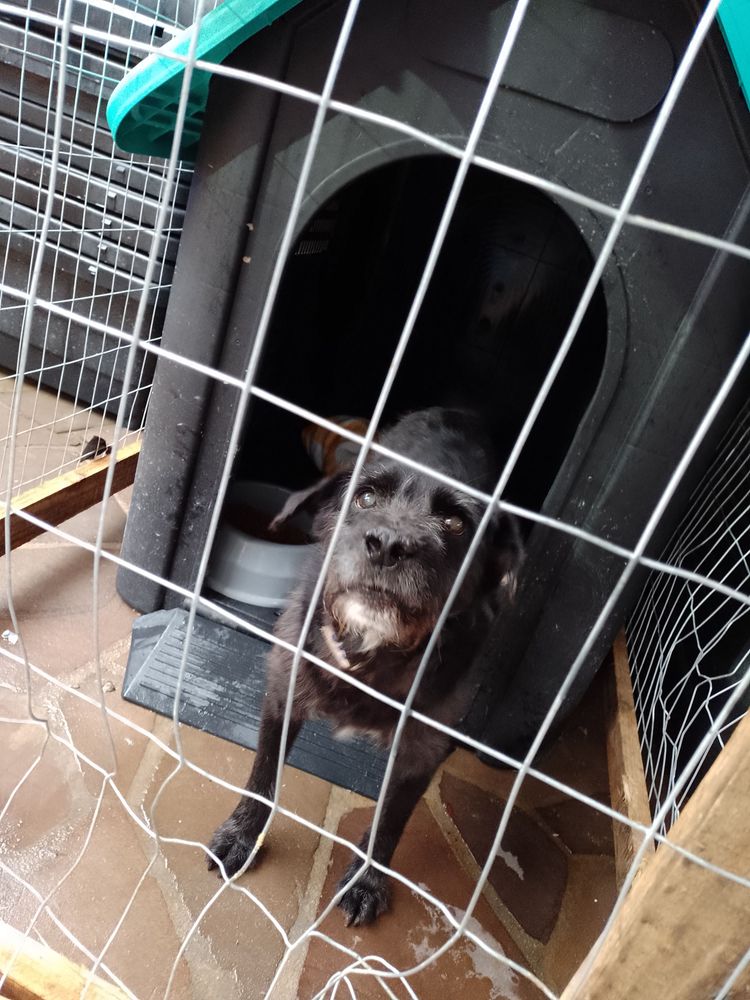 Cão