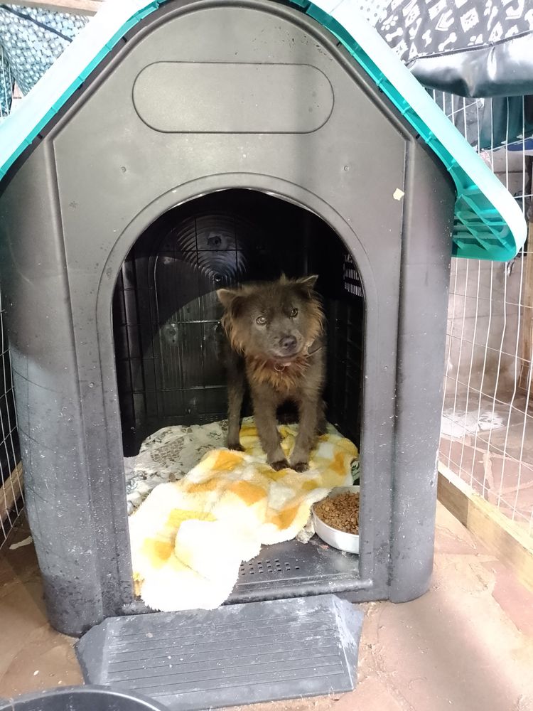 Cão