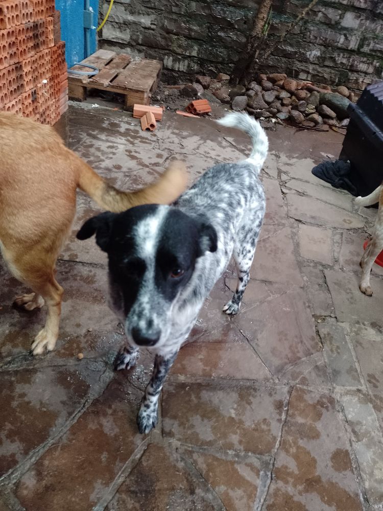 Cão