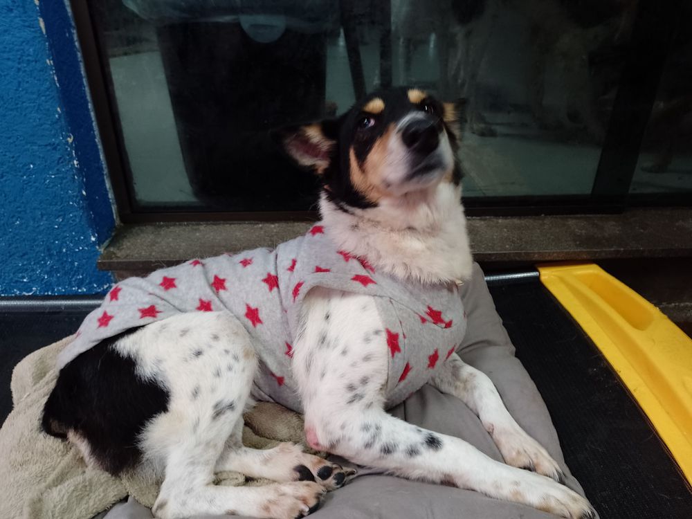Cão