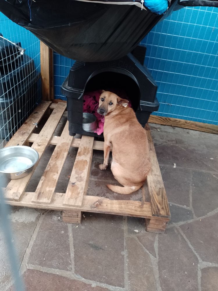 Cão