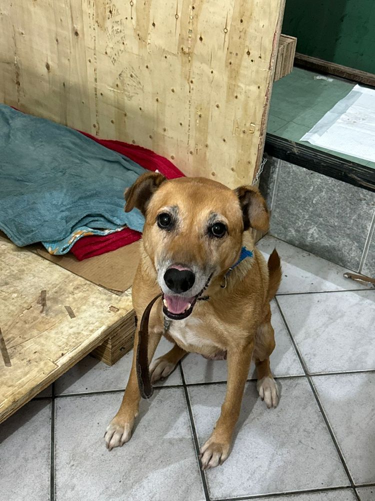 Cão