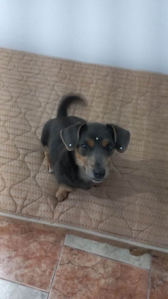 Cão