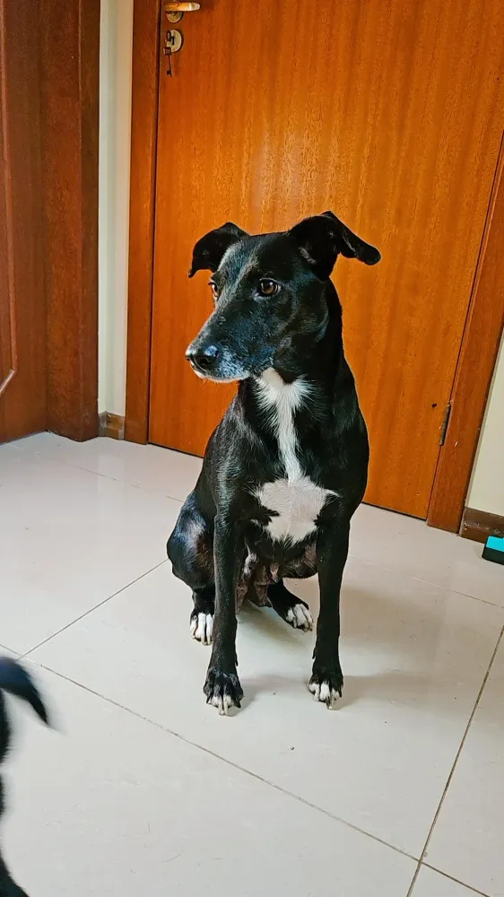 Cão