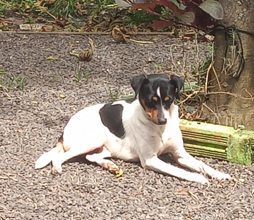 Felipa