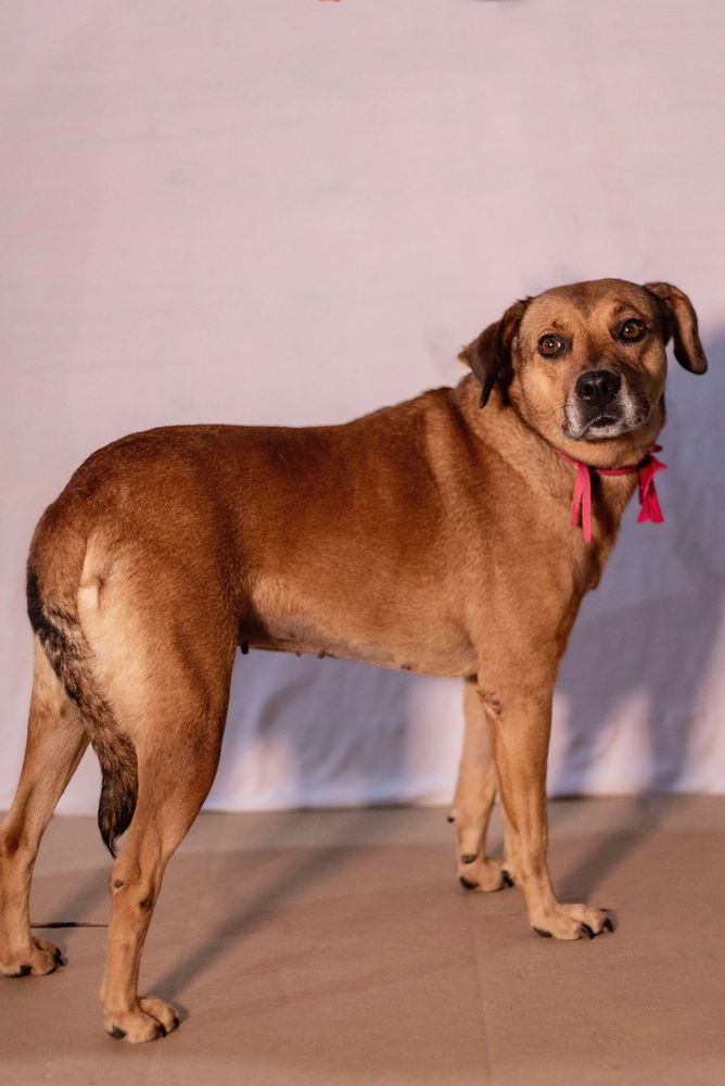 Cão