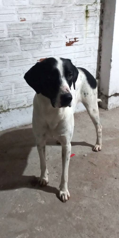 Cão