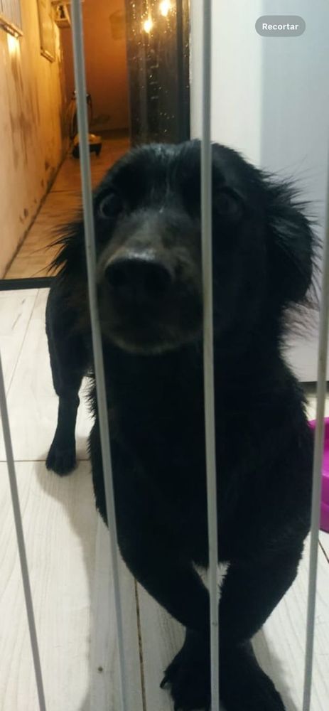 Cão