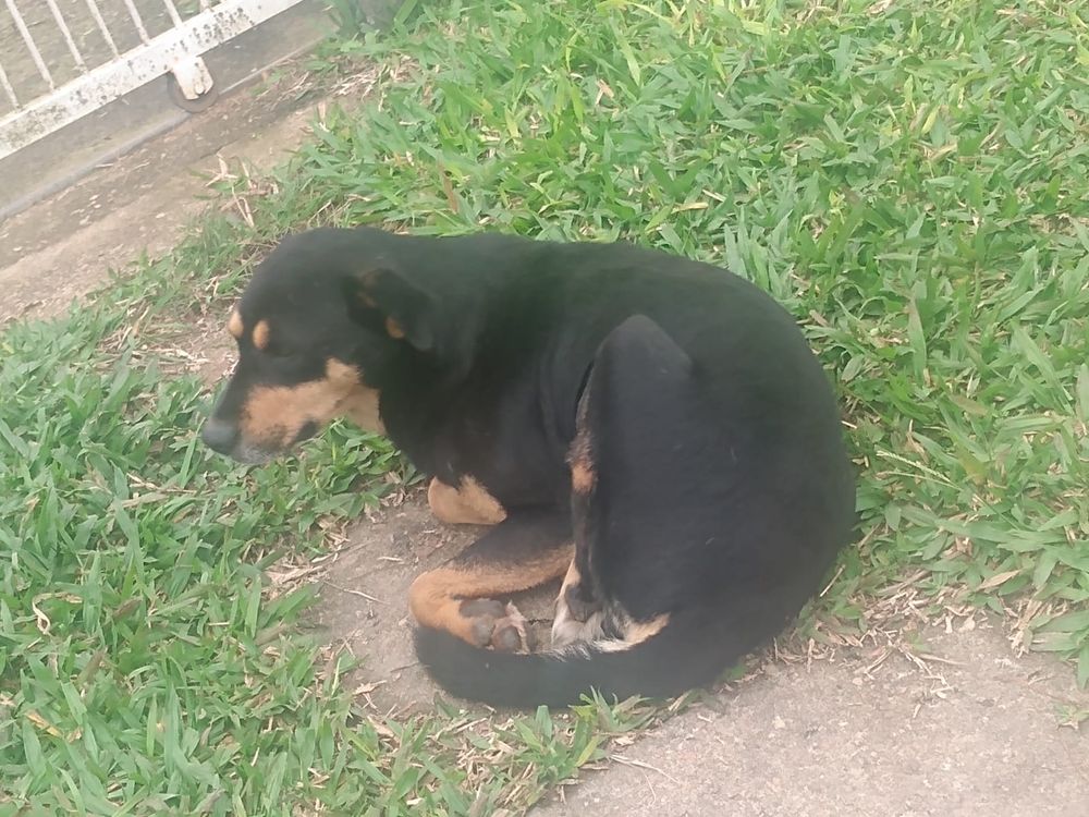 Cão
