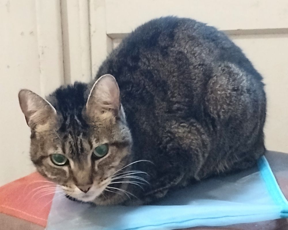 Gato