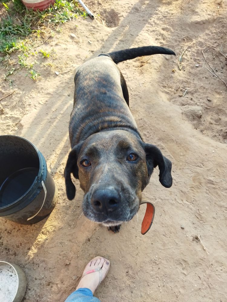 Cão