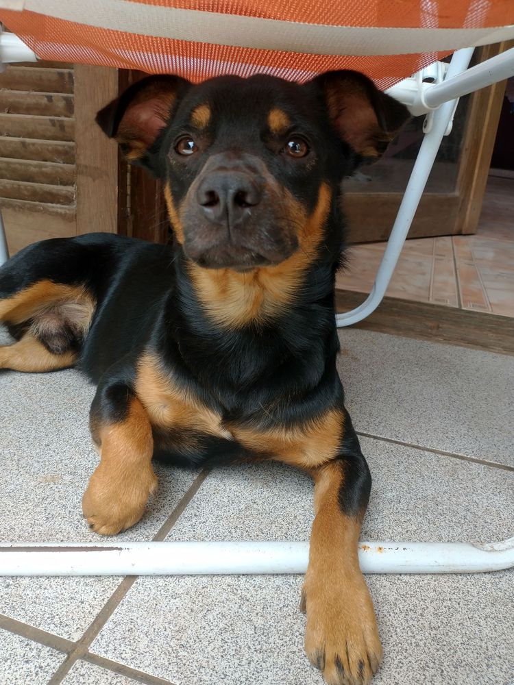 Dante