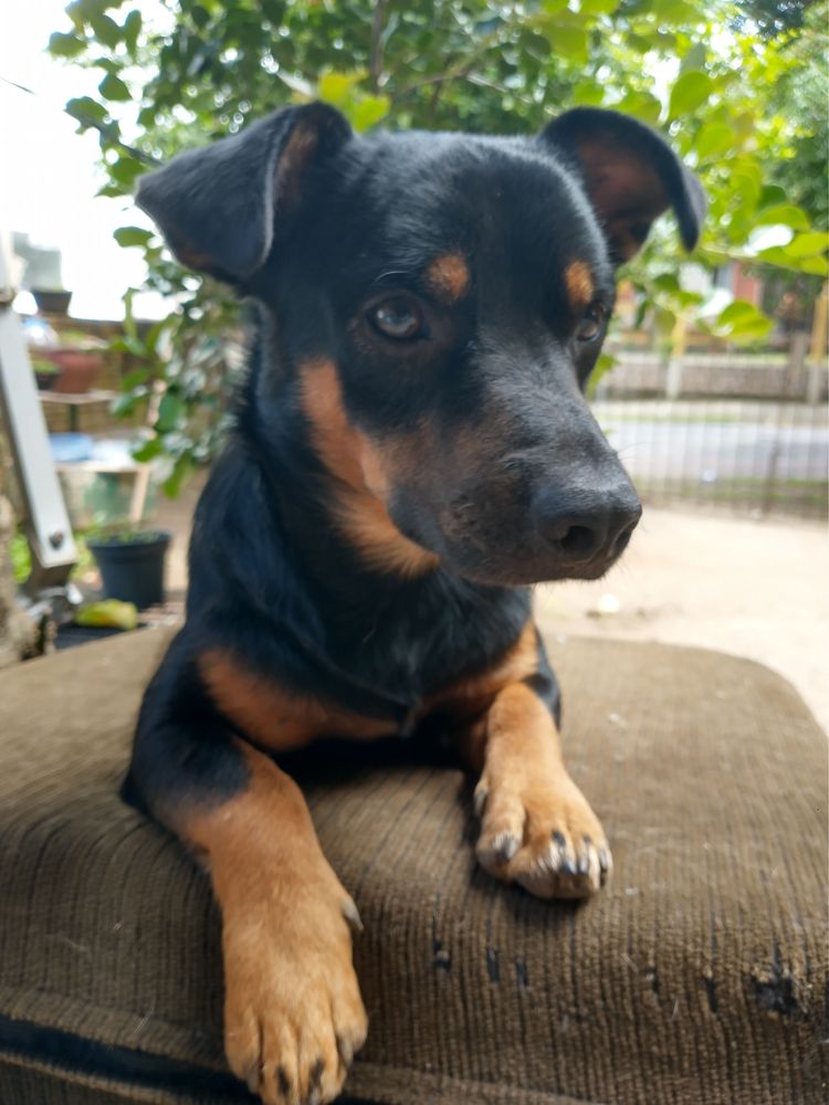 Dante