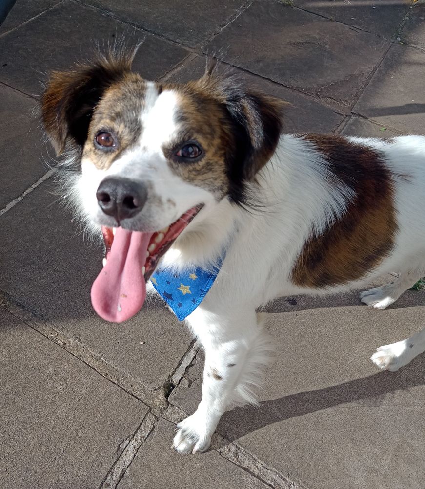 Cão