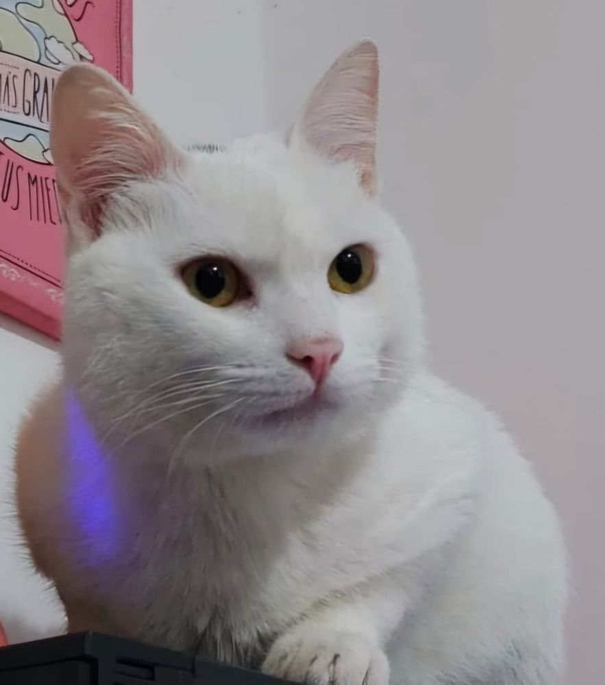 Angelo