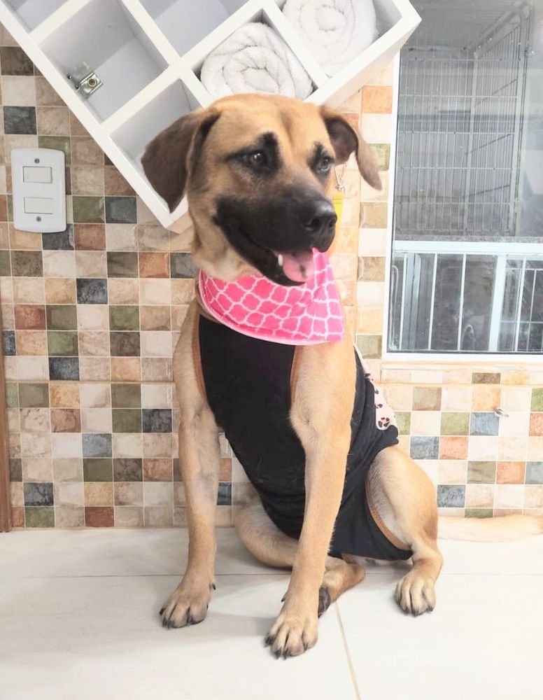 Cão