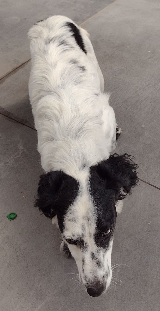 Cão