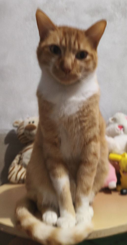 Maninho