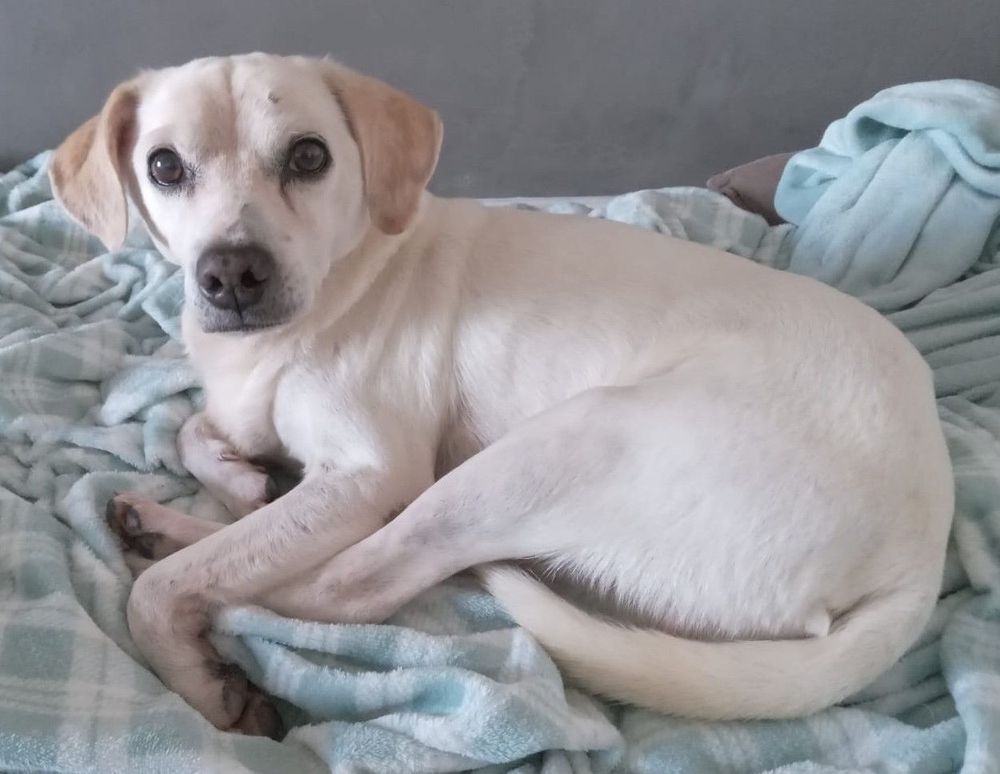 Cão
