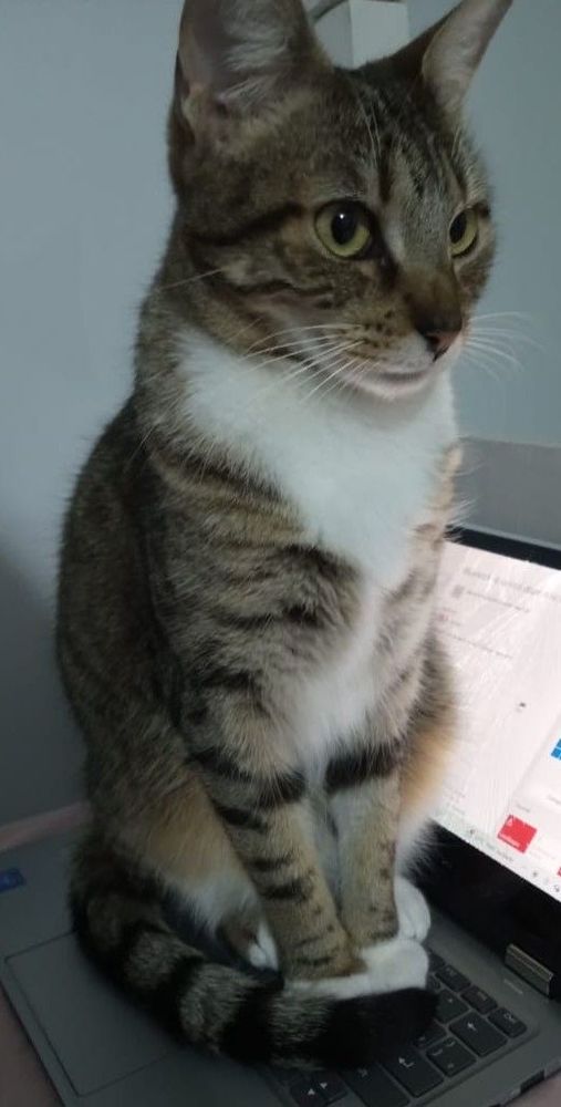 Mel