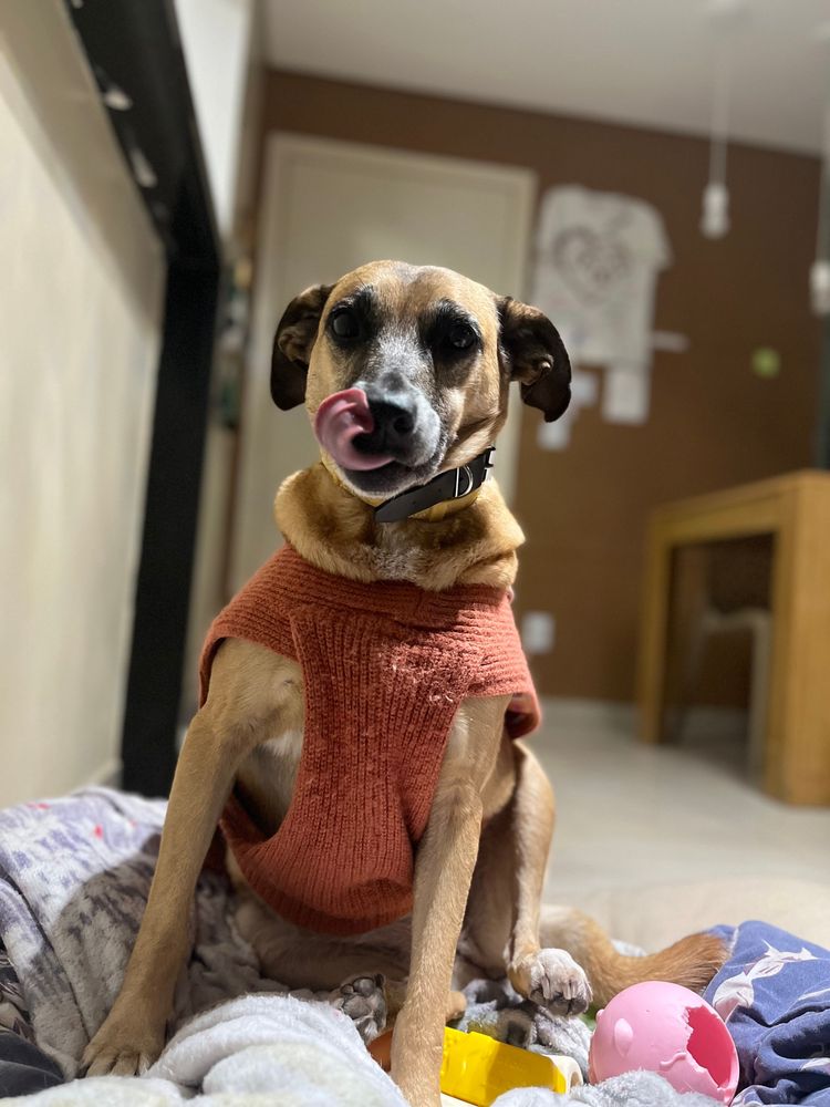Cão