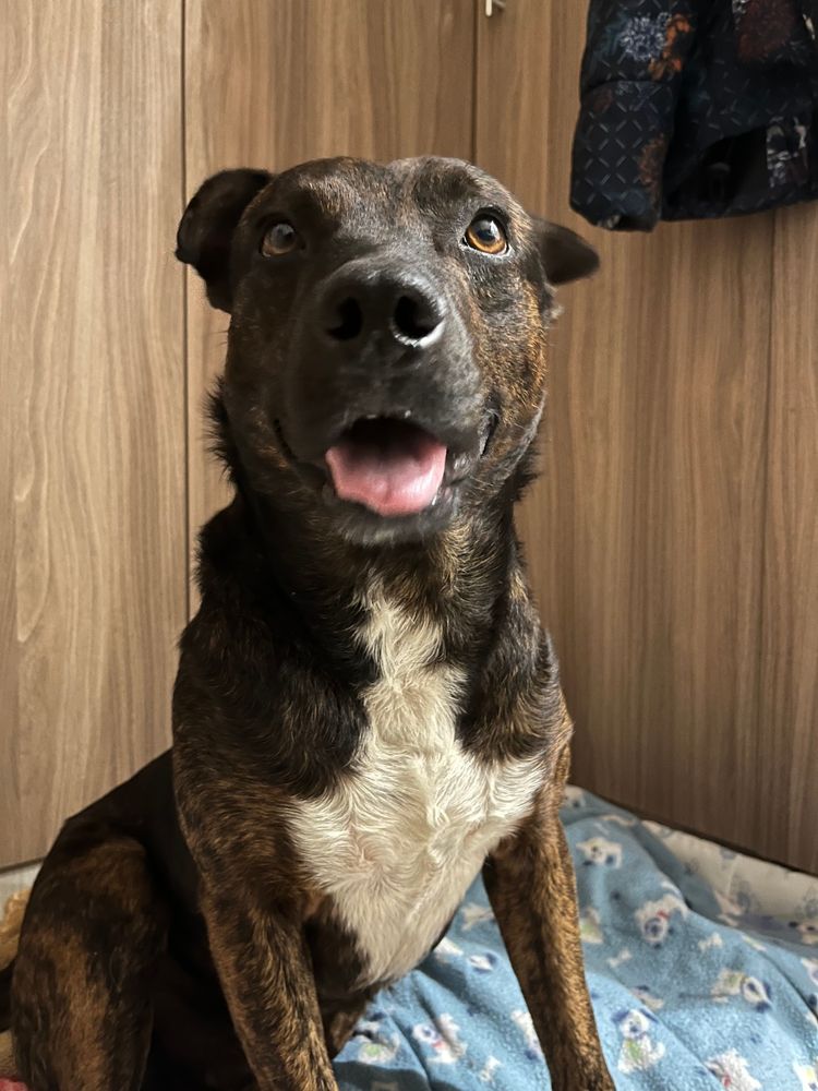Cão