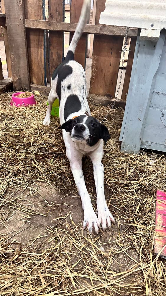 Cão