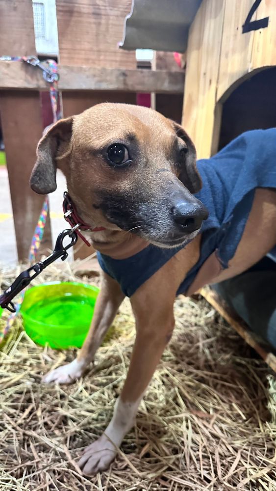 Cão
