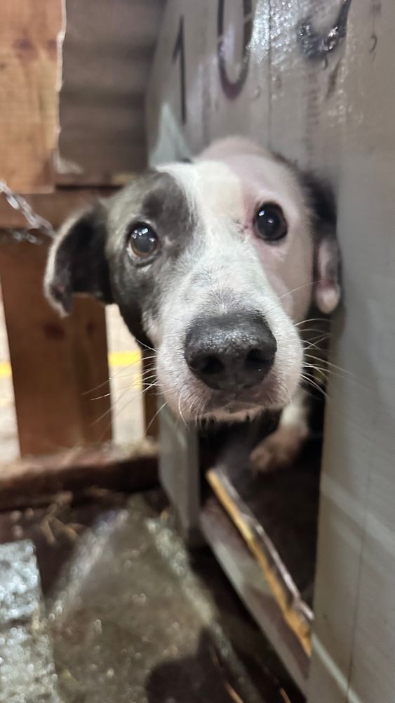 Cão