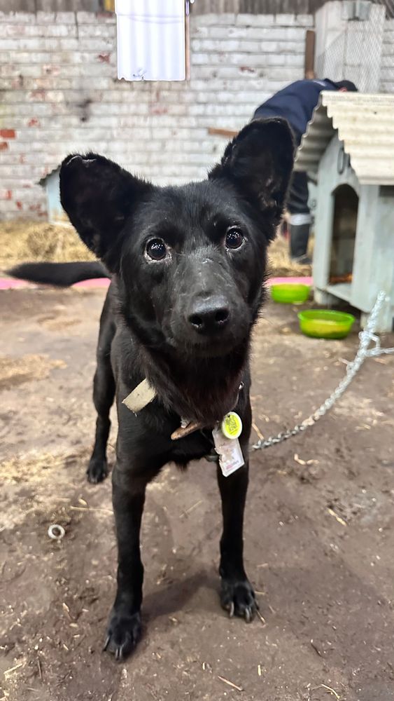 Cão