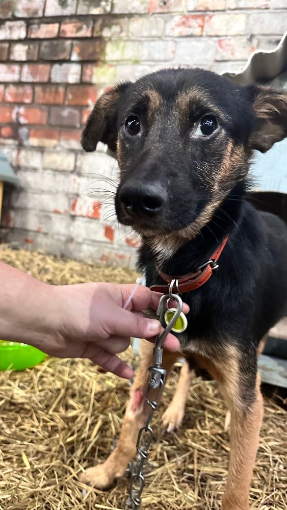 Cão