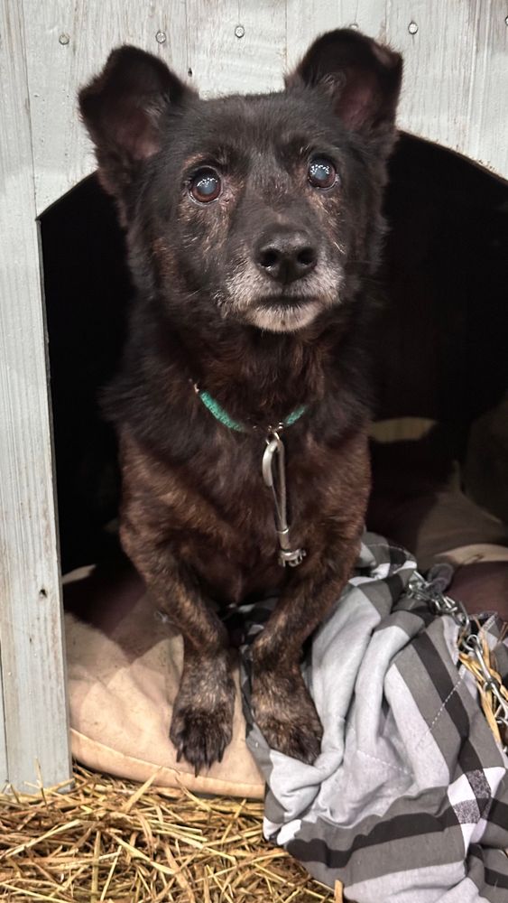Cão