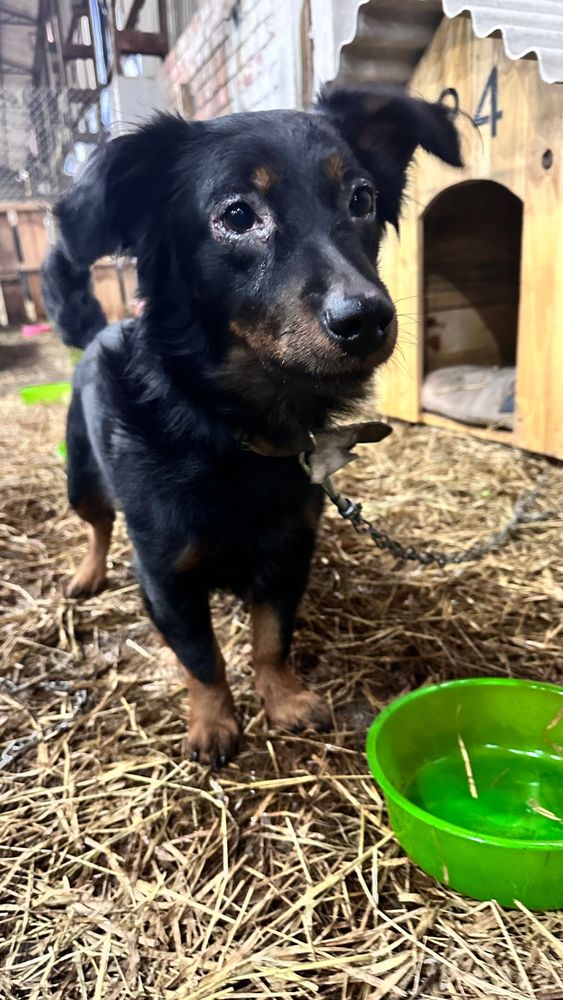 Cão