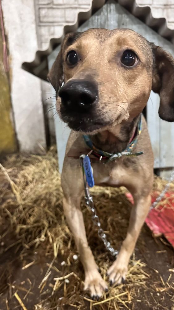 Cão
