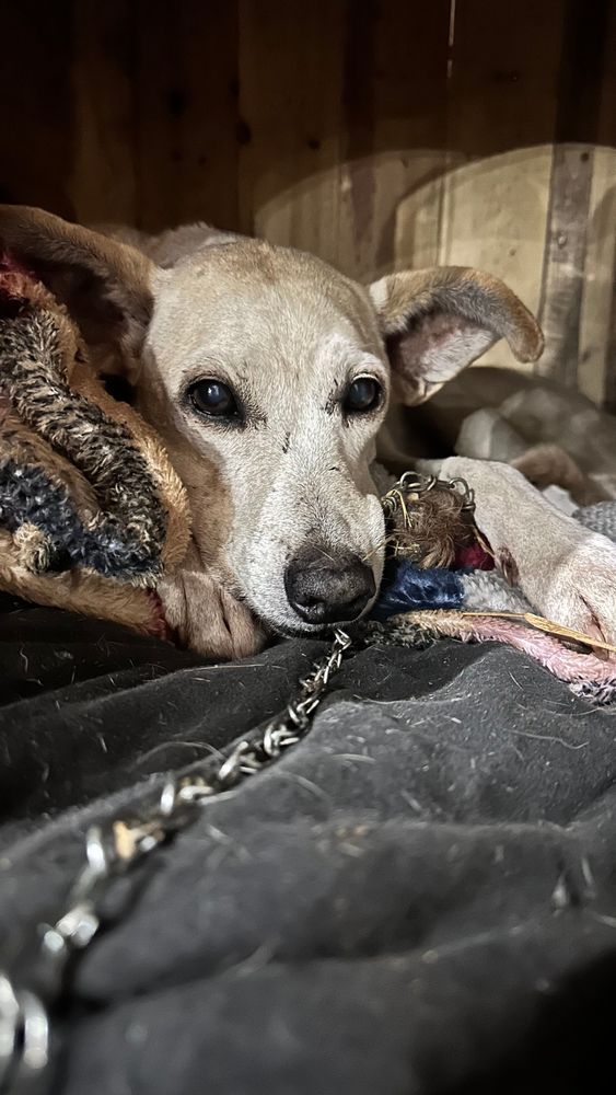 Cão