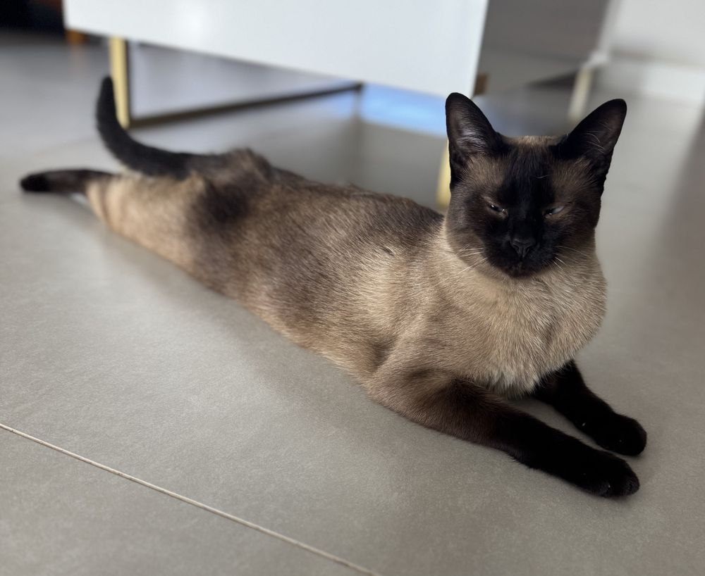 Farofa
