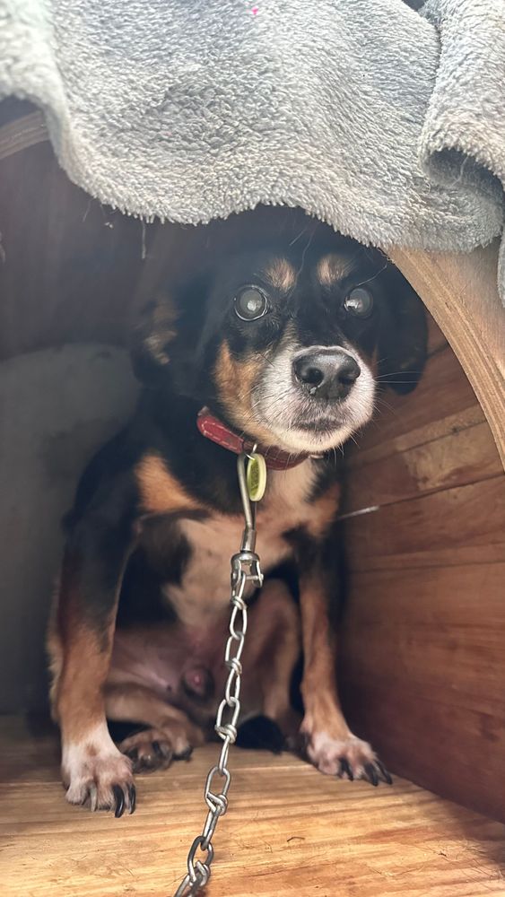 Cão