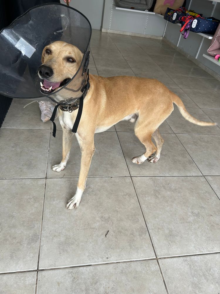 Cão