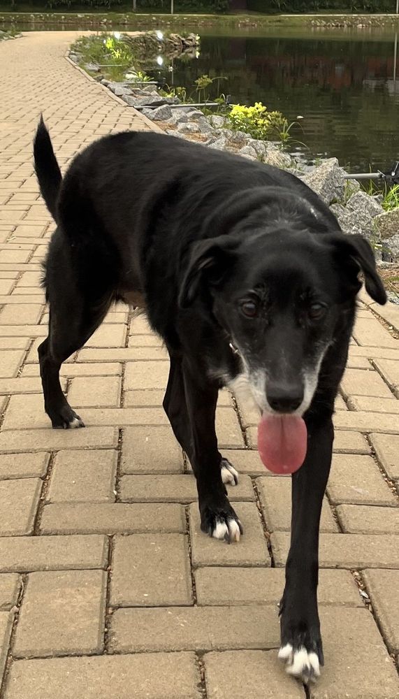 Cão