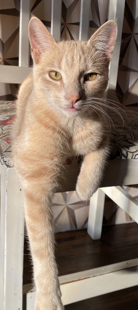 Theo